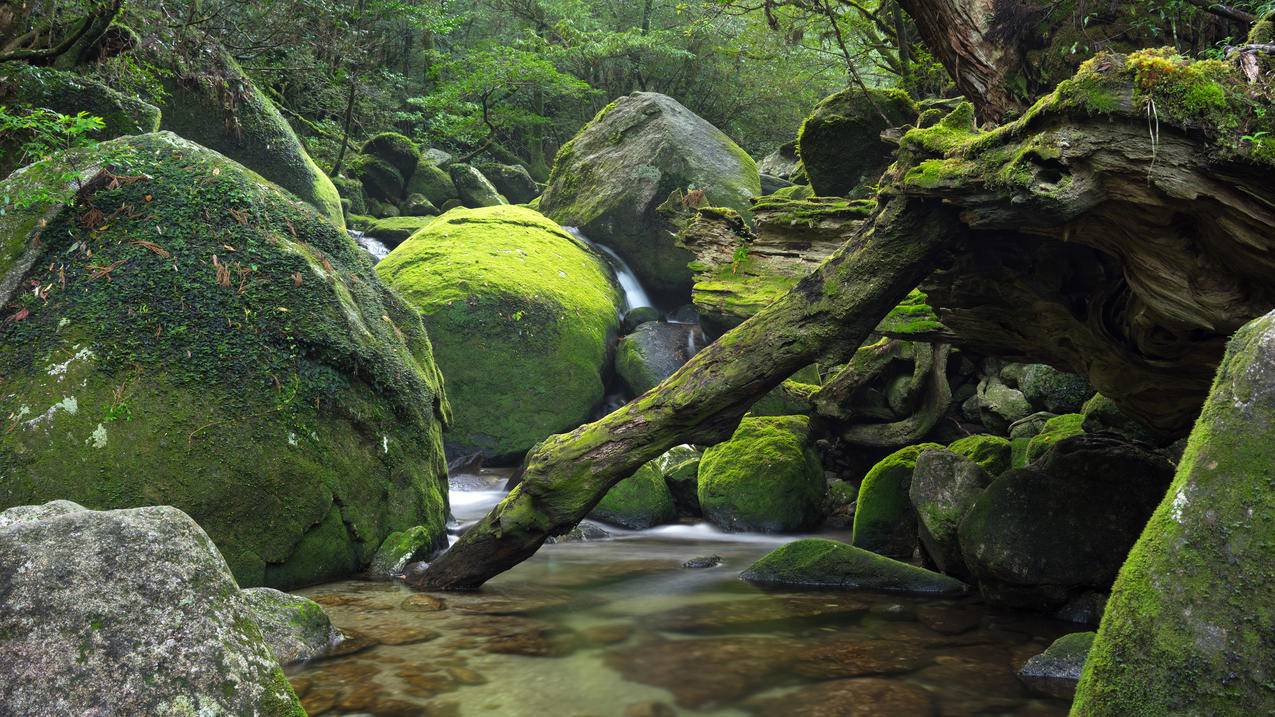 网红商城